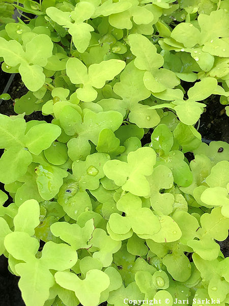 Onoclea sensibilis 'Nana', helmisaniainen